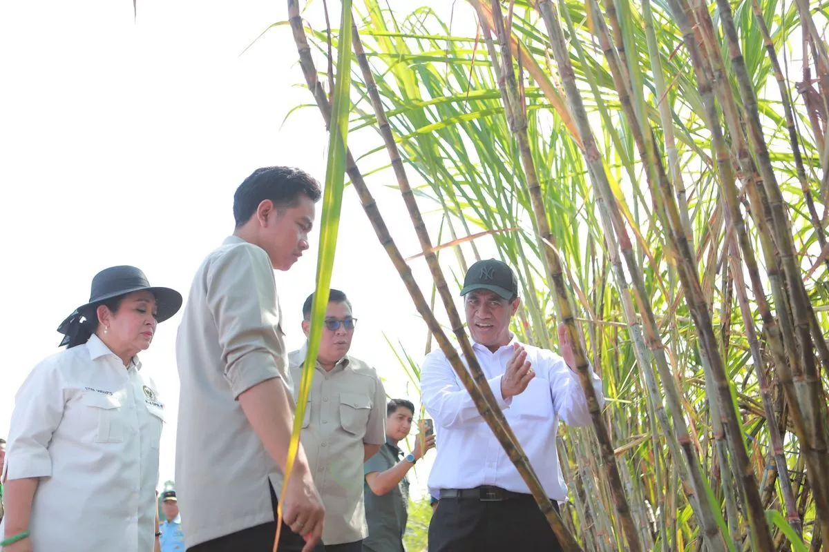 Langkah Strategis Peremajaan Perkebunan Tebu Nasional Demi Kesejahteraan Petani Indonesia 2026