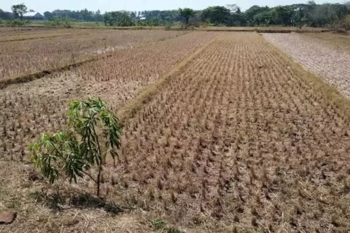 Ancaman El Nino, Pertanian Jawa Tengah Terancam Kekeringan