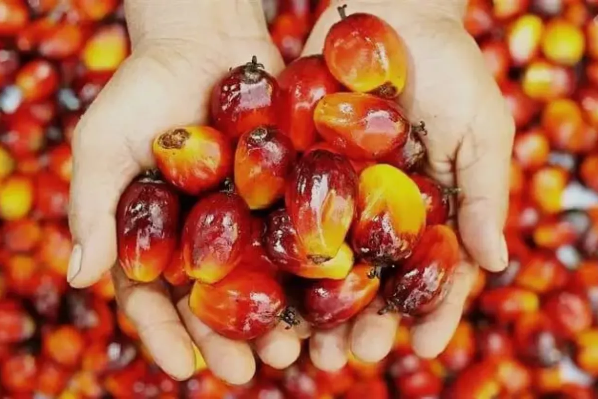 Dipicu Sentimen Global, Harga CPO Jatuh ke Titik Terendah Sepekan