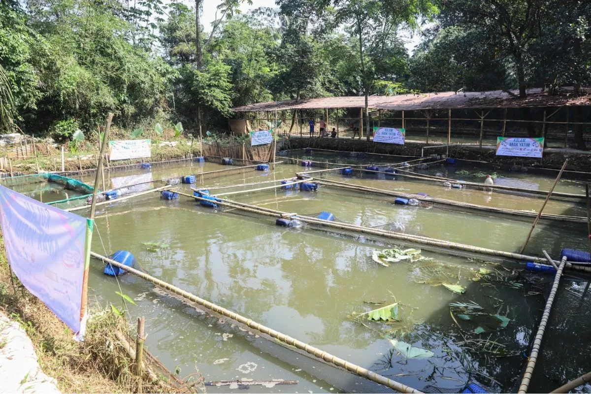 Pengembangan Budidaya Ikan di 40 Ribu Desa Tematik Dipercepat