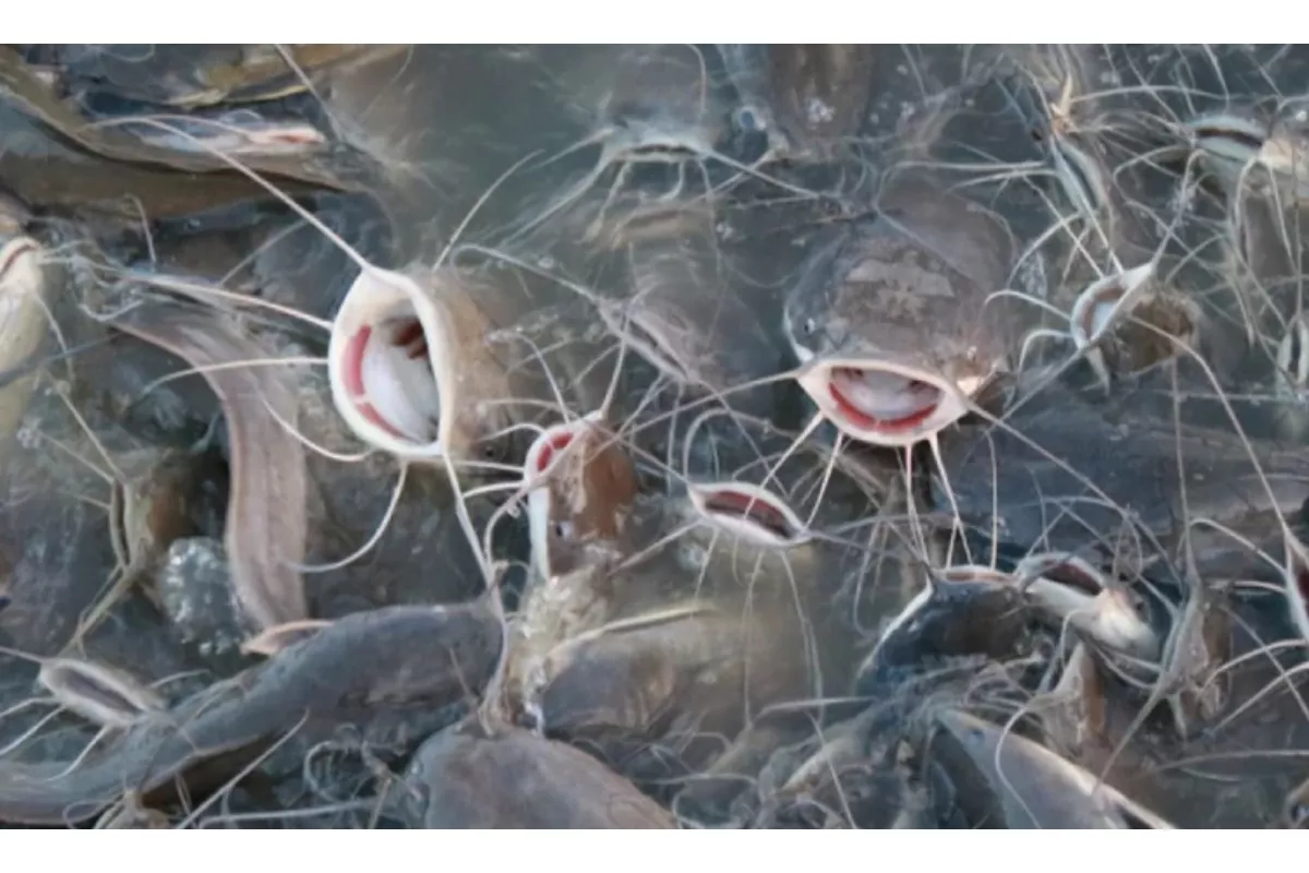 Peluang Ekspor Ternak Lele Indonesia ke Pasar Global Tahun 2026