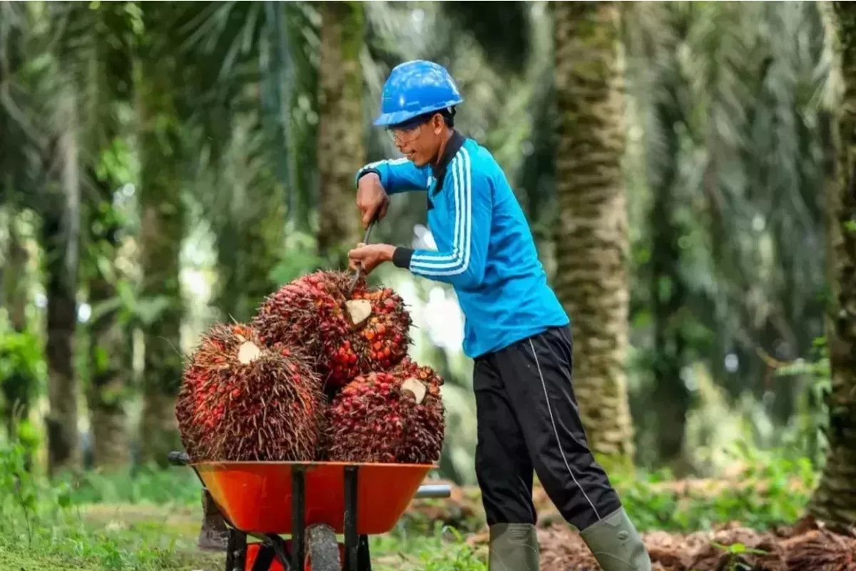 Sawit Dharmasraya Stabil: Rata-Rata Rp3.385, Brondolan Rp3.700
