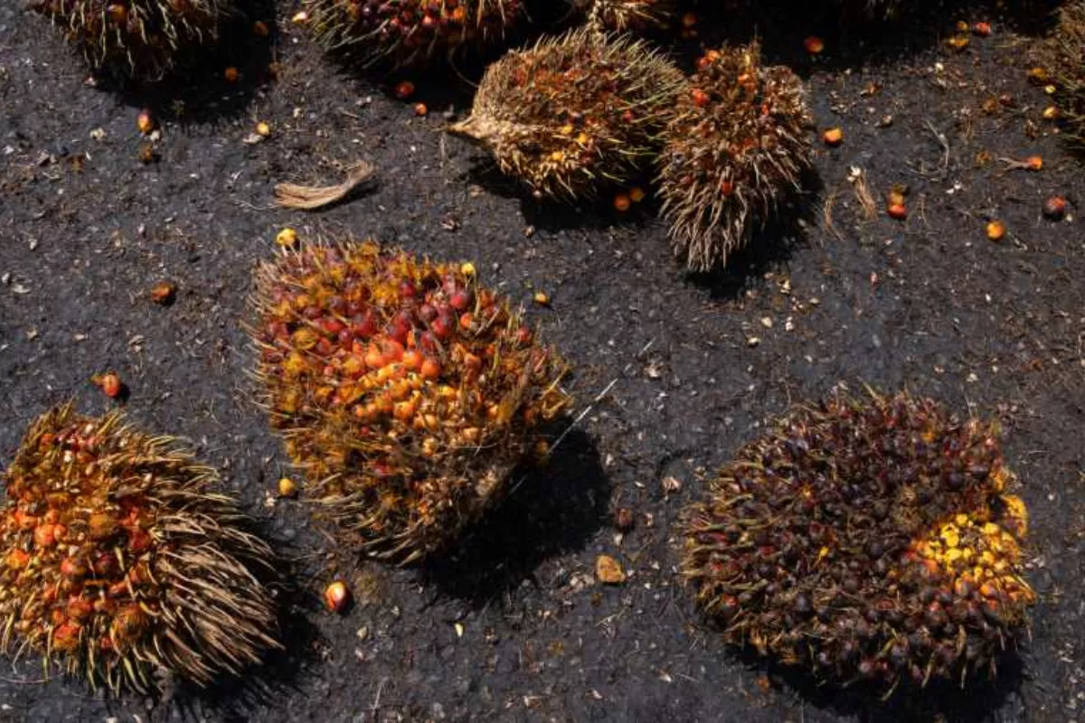 Harga Minyak, Batu Bara, dan CPO Kompak Turun Akhir Pekan