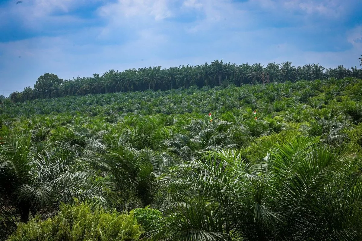 Guna Genjot Produksi Sawit Agrinas Palma Buka Lowongan Kerja Besar