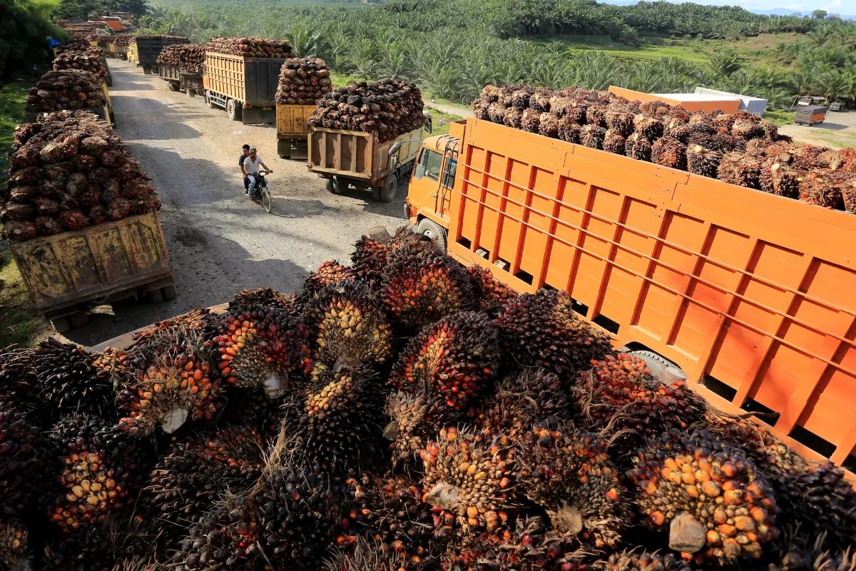 Harga CPO di Bursa Malaysia Jatuh, Simak Rincian Penurunannya