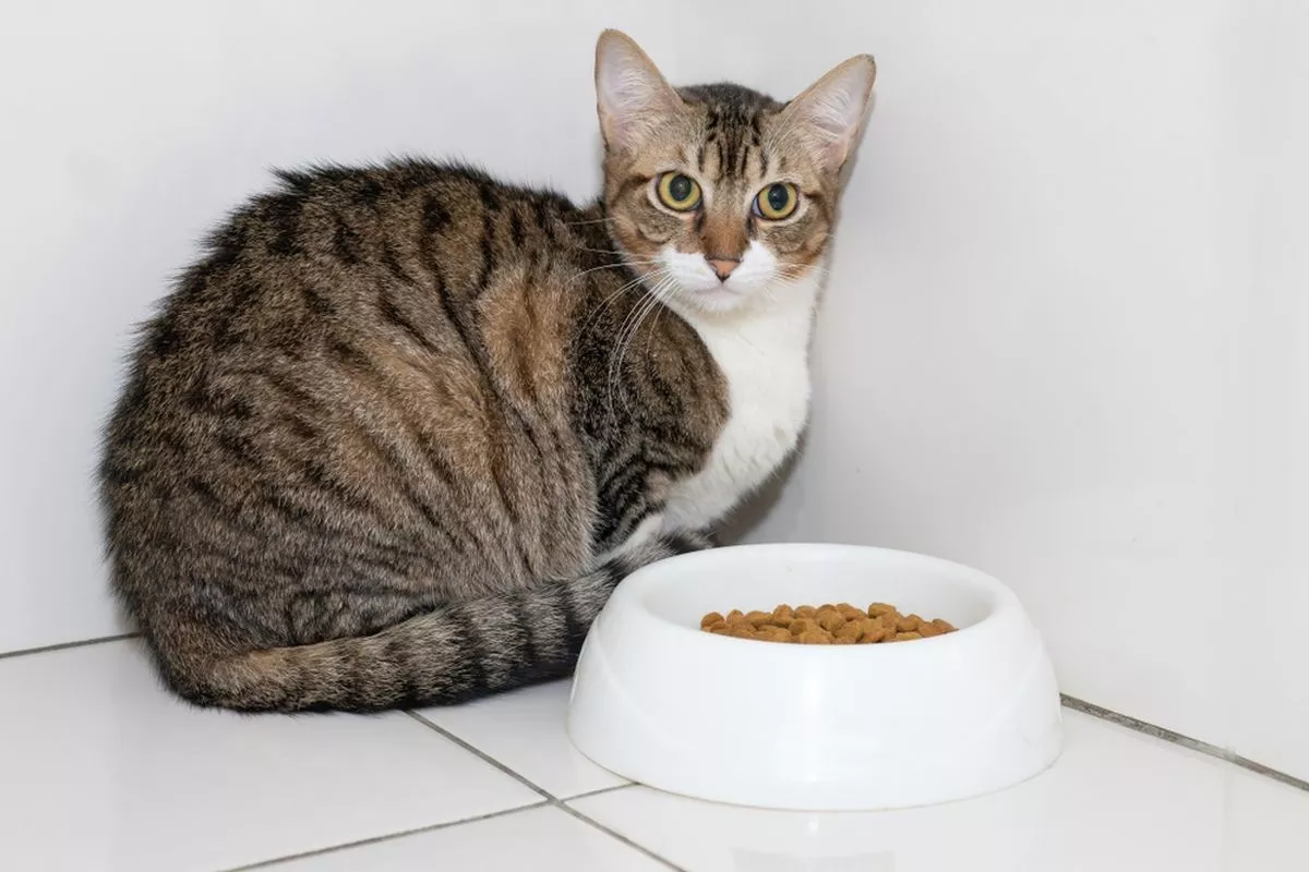 Kenali 5 Penyebab Kucing Tidak Mau Makan dan Solusi Mengatasinya