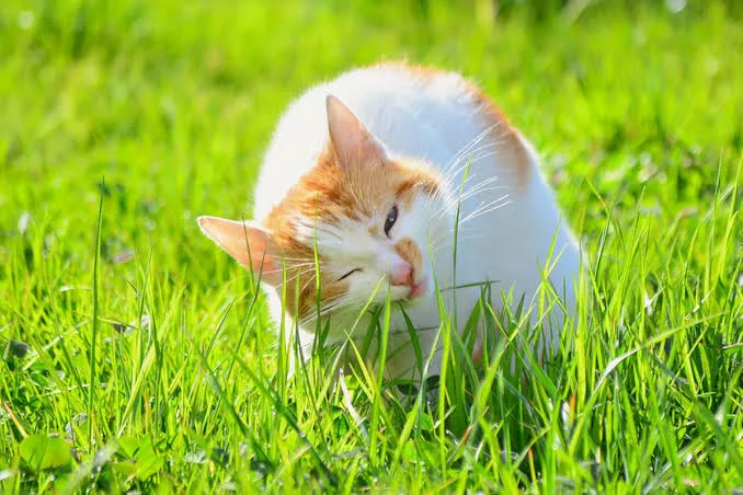 Rekomendasi Tanaman yang Disukai Kucing dan Aromanya Bikin Nyaman