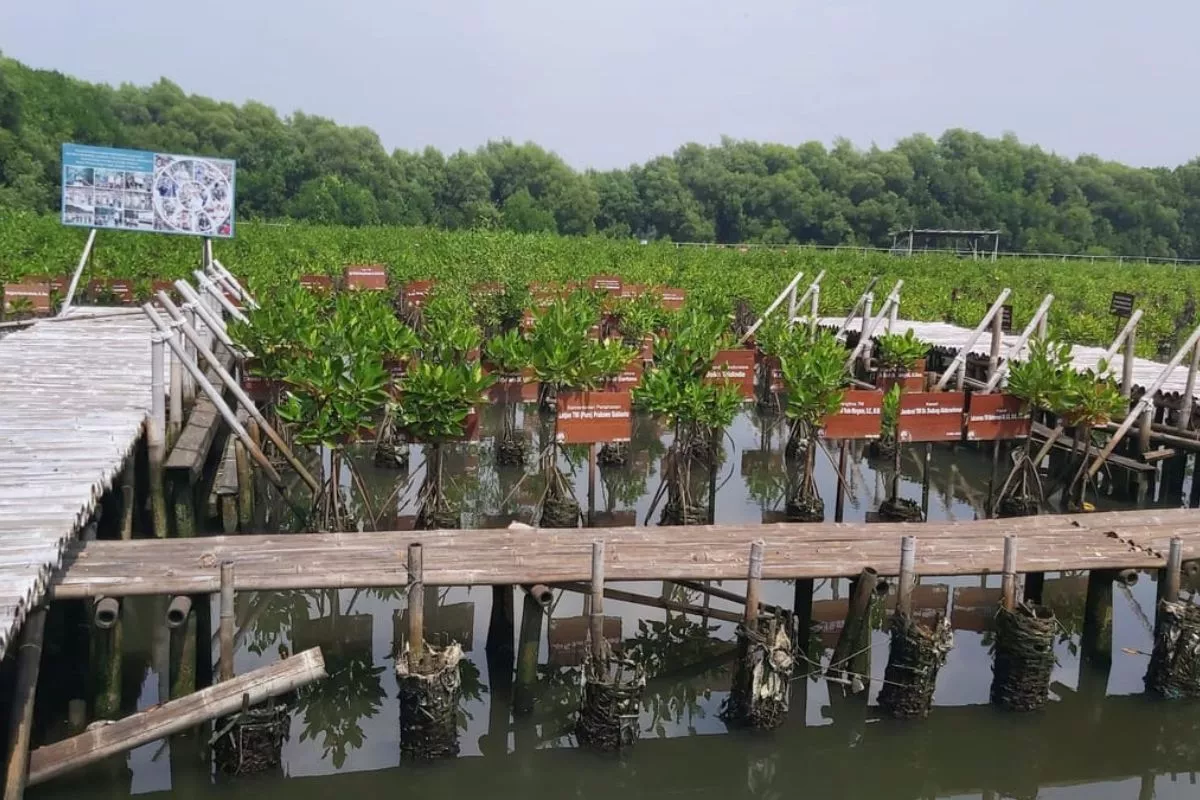 APHI Nyatakan Dukungan Pengelolaan Mangrove Berkelanjutan