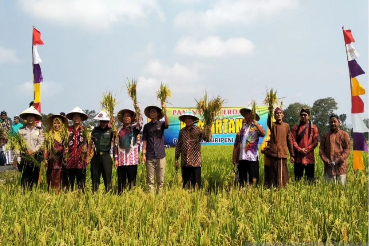 Juli 2026, Luas Panen Padi di Kulon Progo Capai 3.125 Hektare