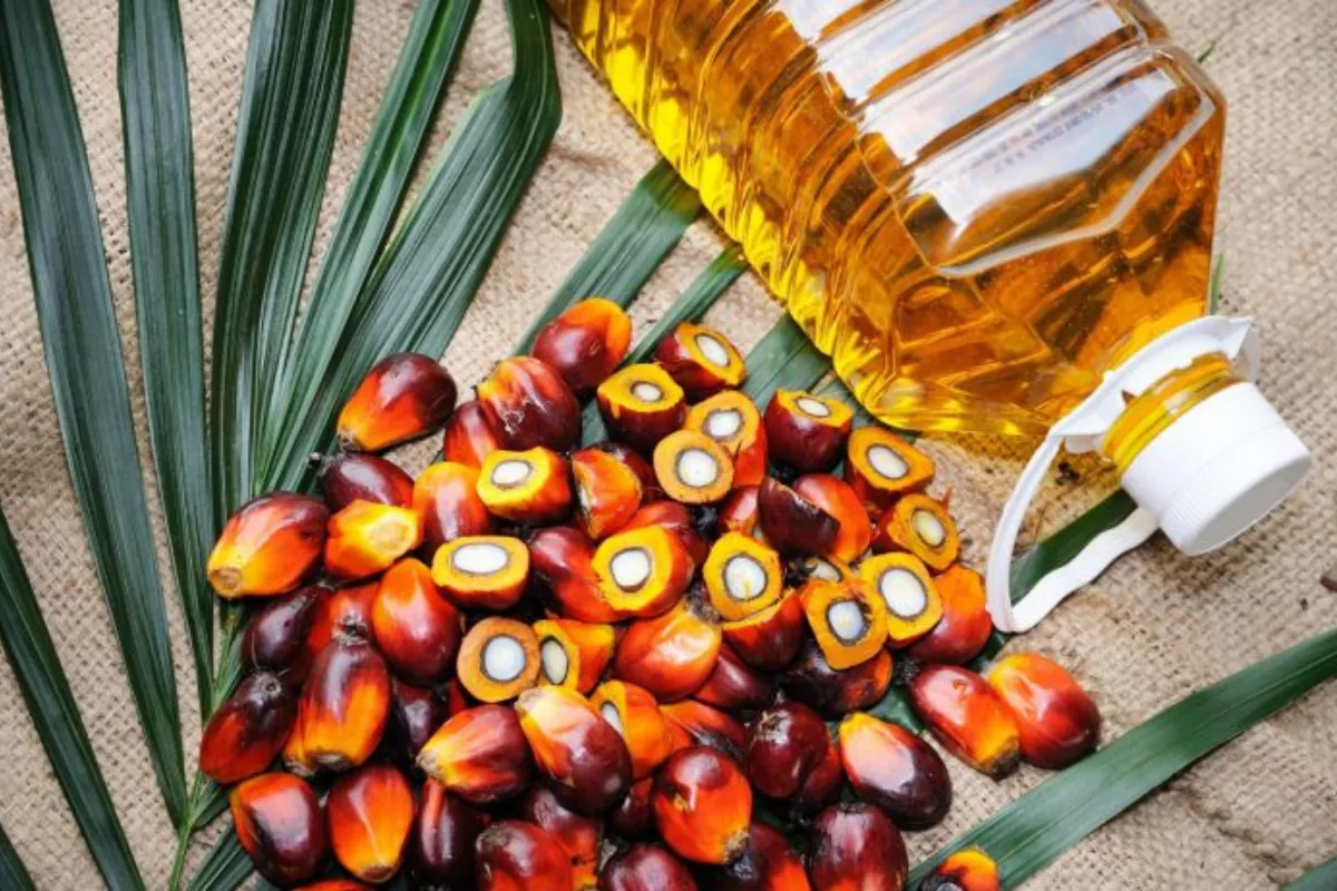 Harga CPO Melemah Terseret Kejatuhan Minyak Nabati Pesaing dan Minyak Mentah