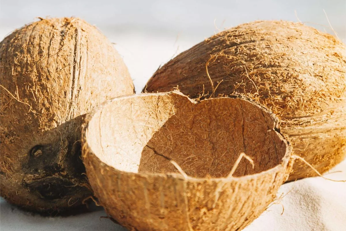 Manfaatkan Batok Kelapa untuk Berkebun Lewat 7 Cara Praktis Ini