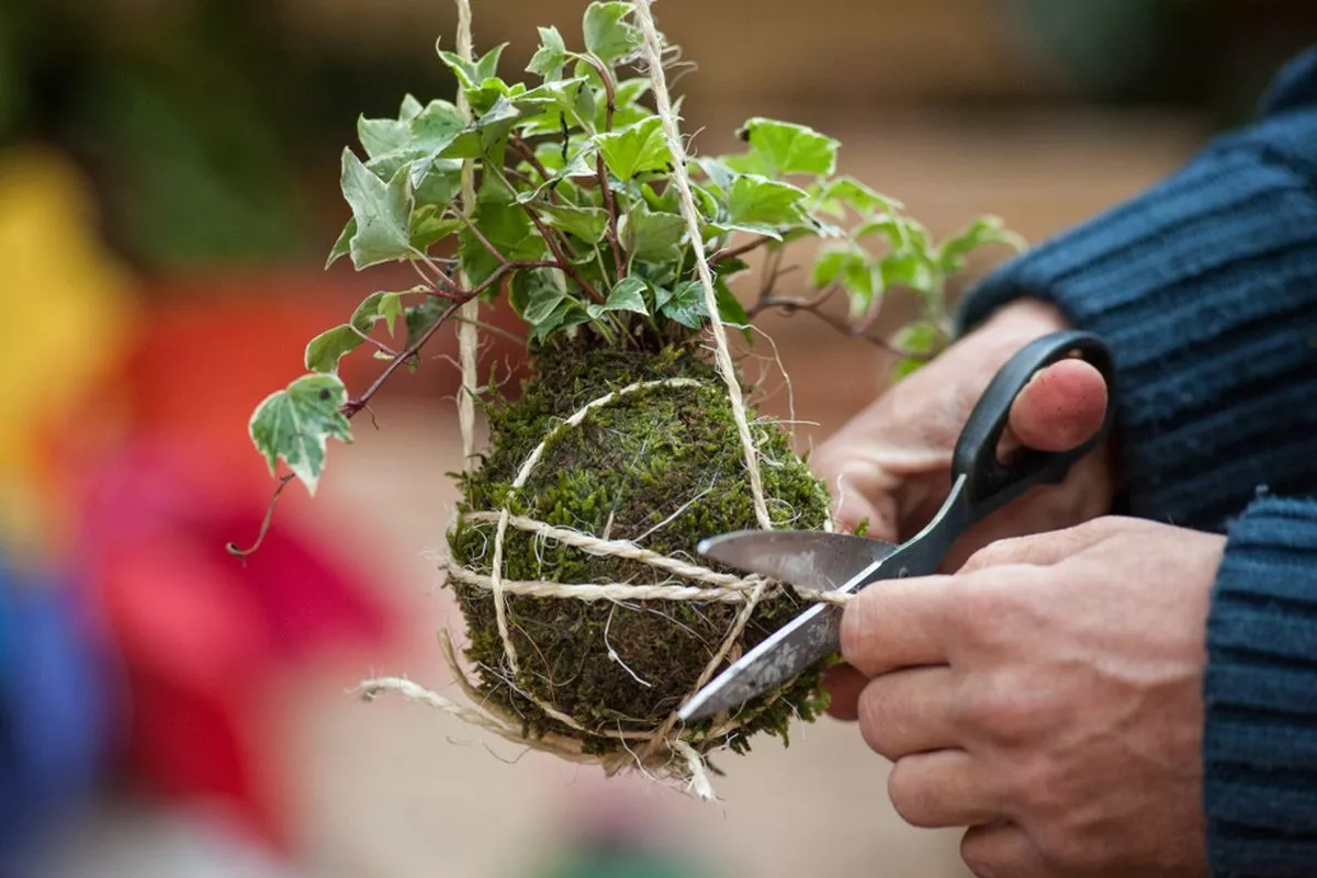 Cara Mudah Membuat Kokedama Tanaman Hias Tanpa Pot Plastik
