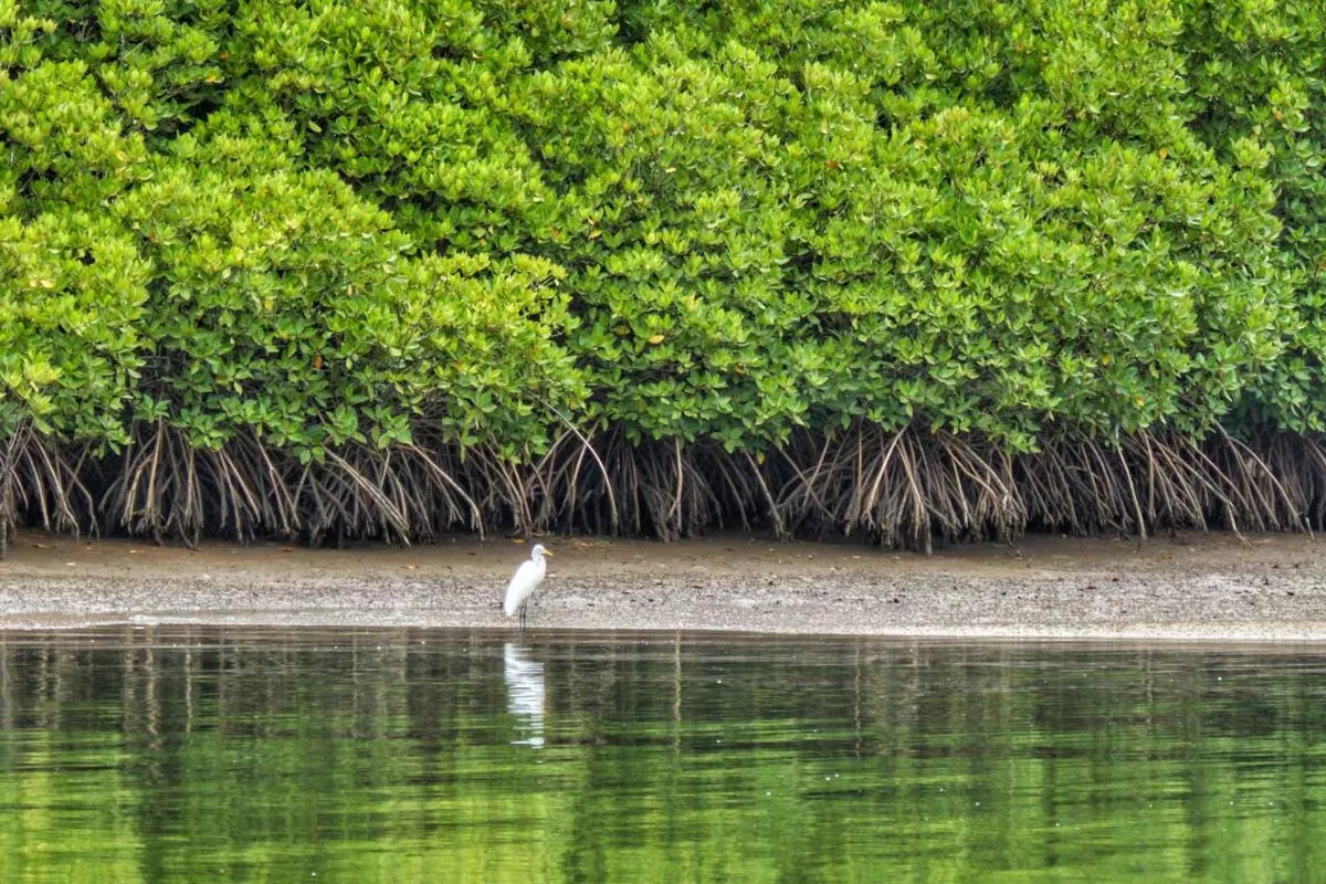 Ekosistem Mangrove Indonesia Jadi Atensi Global, Ini Alasannya