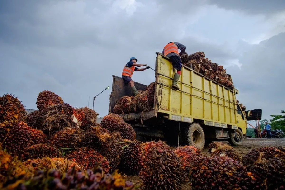 Harga TBS Sawit Dharmasraya Tembus Rp3.684/Kg per 12 Juni 2026