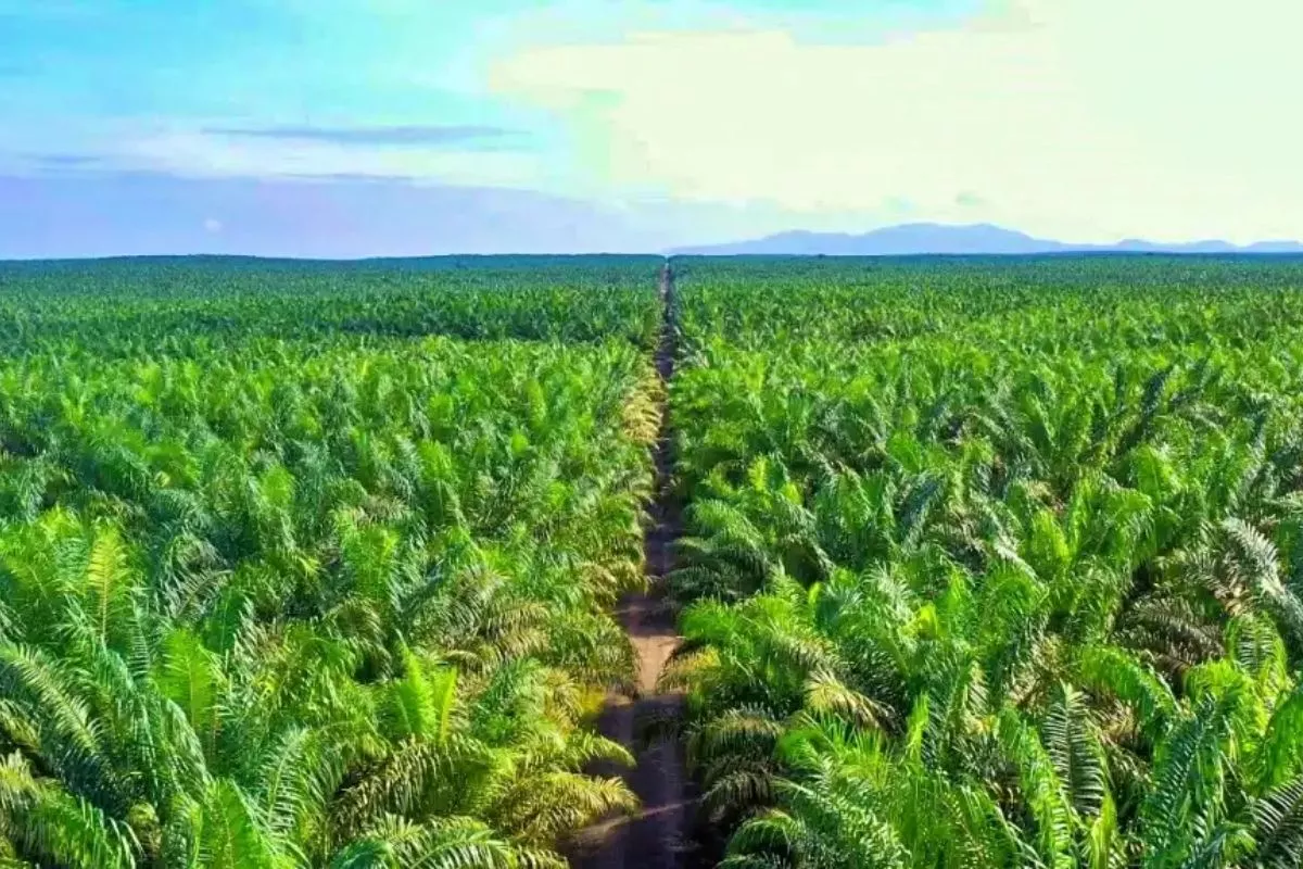 Kinerja Jhonlin Agro (JARR) Turun di Semester I 2026