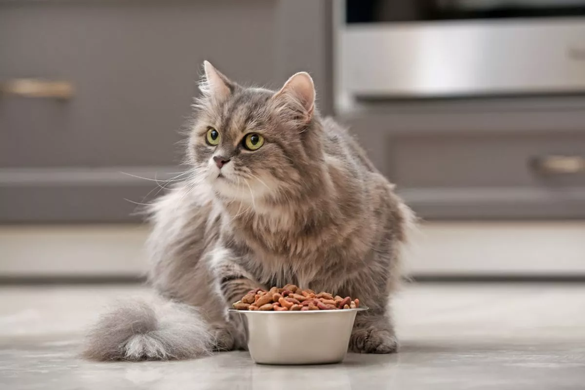 Makanan Kucing Anggora Terbaik untuk Bulu Indah dan Sehat