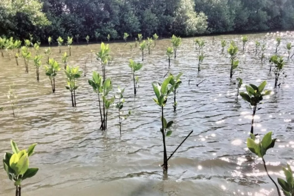 PLN EPI Perkuat Strategi Dekarbonisasi lewat Blue Carbon Ecosystems