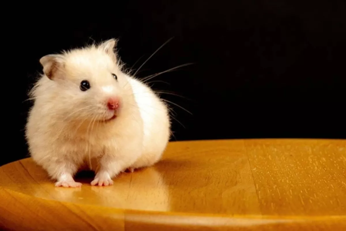 Mengapa Hamster Suka Menggigit? Ini Alasan Utamanya!