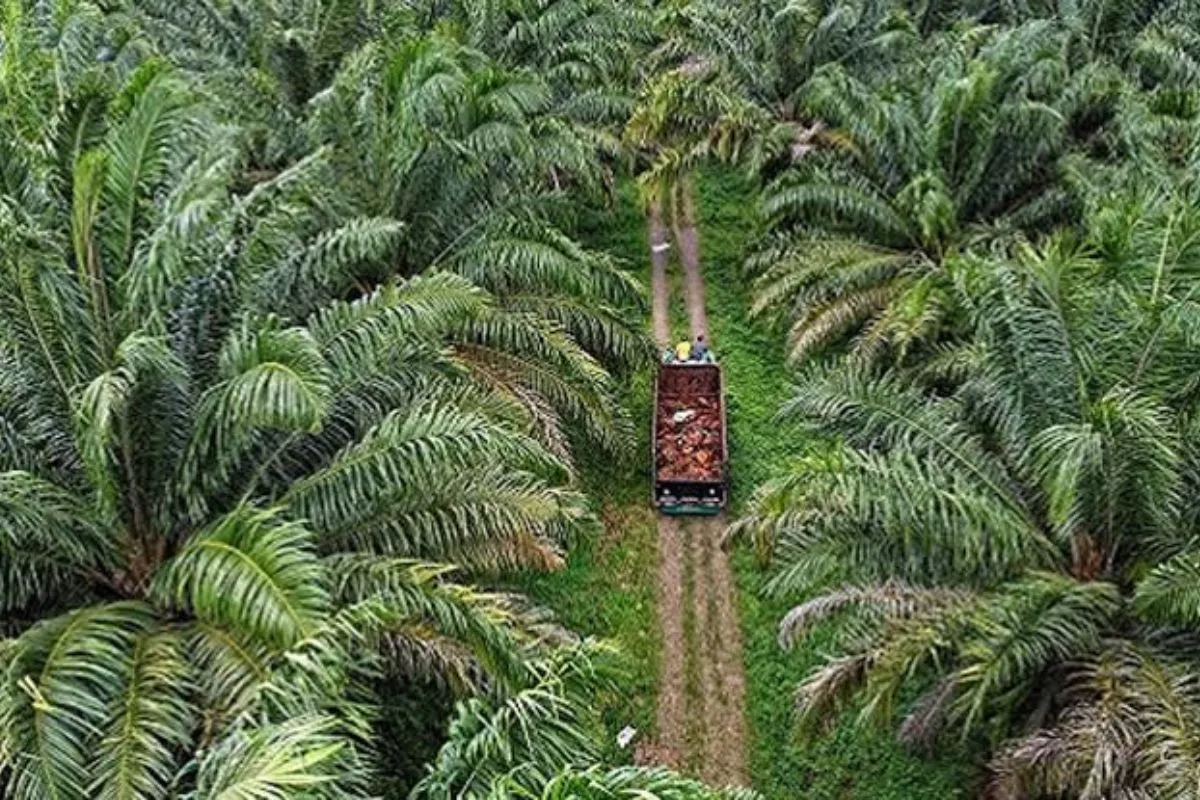 Intip Deretan Komoditas Perkebunan Unggulan di Kalimantan Timur