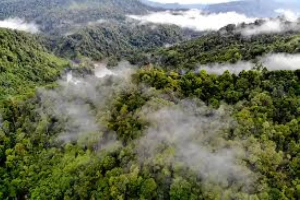 Studi Baru: Kemampuan Hutan Tropis Serap Karbon Minim