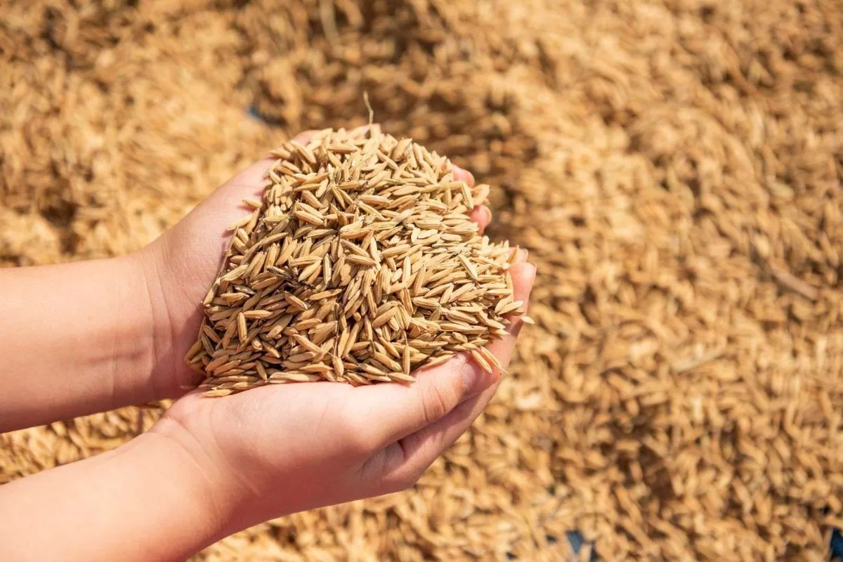 Pemerintah Jamin Harga Gabah Ideal bagi Petani dan Konsumen.