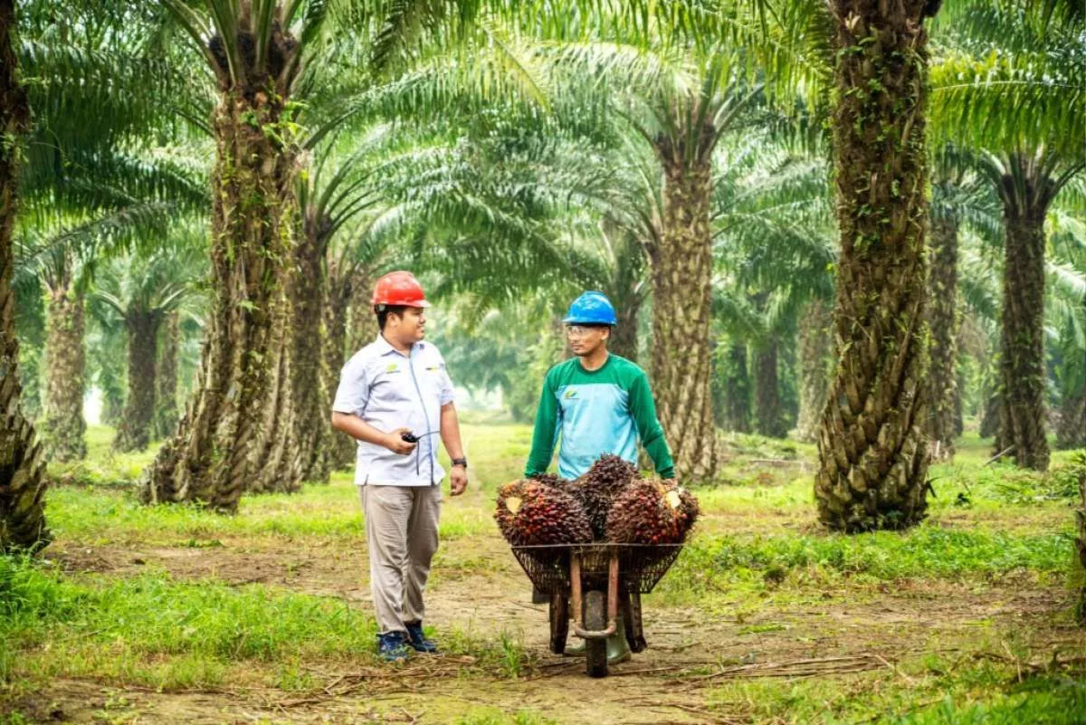 Kesadaran Meningkat, Ratusan Transaksi Karbon Ritel Dirilis PalmCo