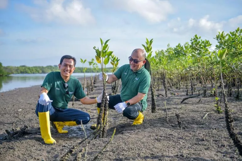 Strategi Investasi Hijau BSN: Tanam 1.150 Mangrove di Teluk Benoa