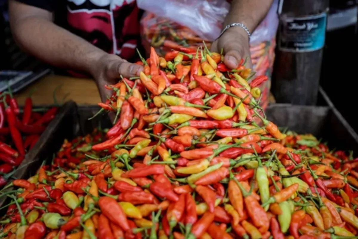 Momen Idul Adha 2026: Harga Cabai Rawit Tembus Rp 75.000 per Kg