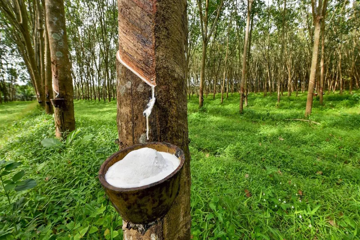 Harga Karet Naik Jadi Rp17.500 per Kilogram Petani Rohil Senang