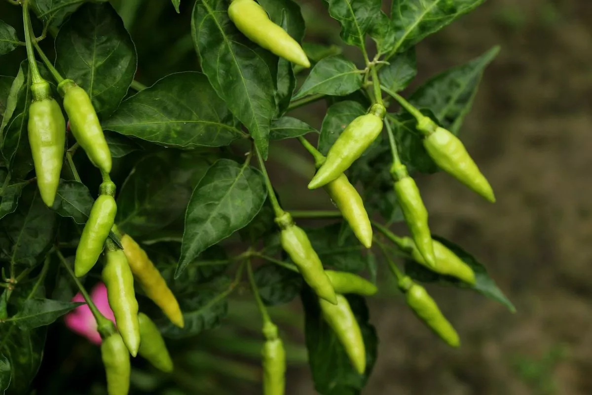 Rincian Harga Pangan Nasional September 2026: Cabai Rawit Hijau Naik