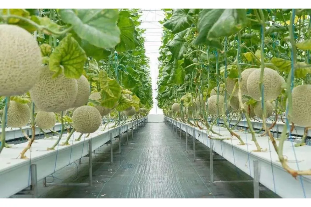 Strategi Agrobisnis Melon Hidroponik Dengan Keuntungan Menjanjikan Bagi Pemula
