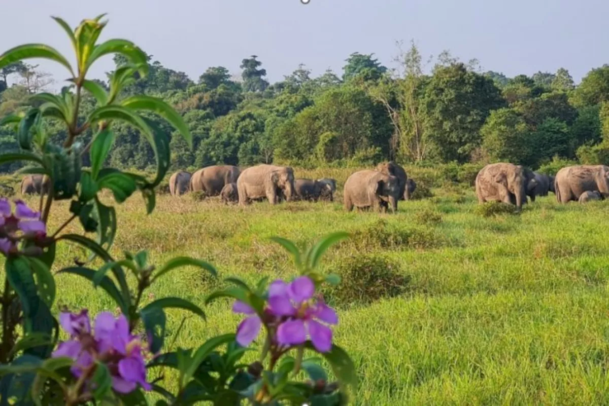 Potensi Bursa Karbon: OJK Pacu Pemda Manfaatkan Area Hutan
