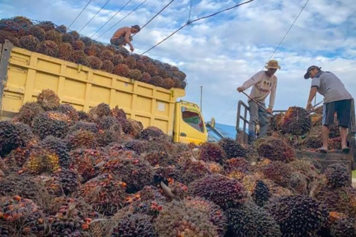 Harga CPO Juni 2026 Diproyeksi Stabil Berkat Aturan Biofuel Global
