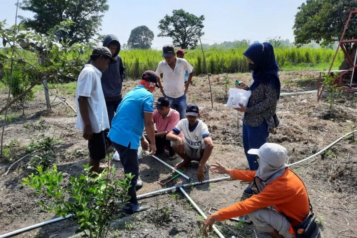 Didukung Pertamina, Eks Lahan Karhutla Dumai Ditanami Kopi Robusta