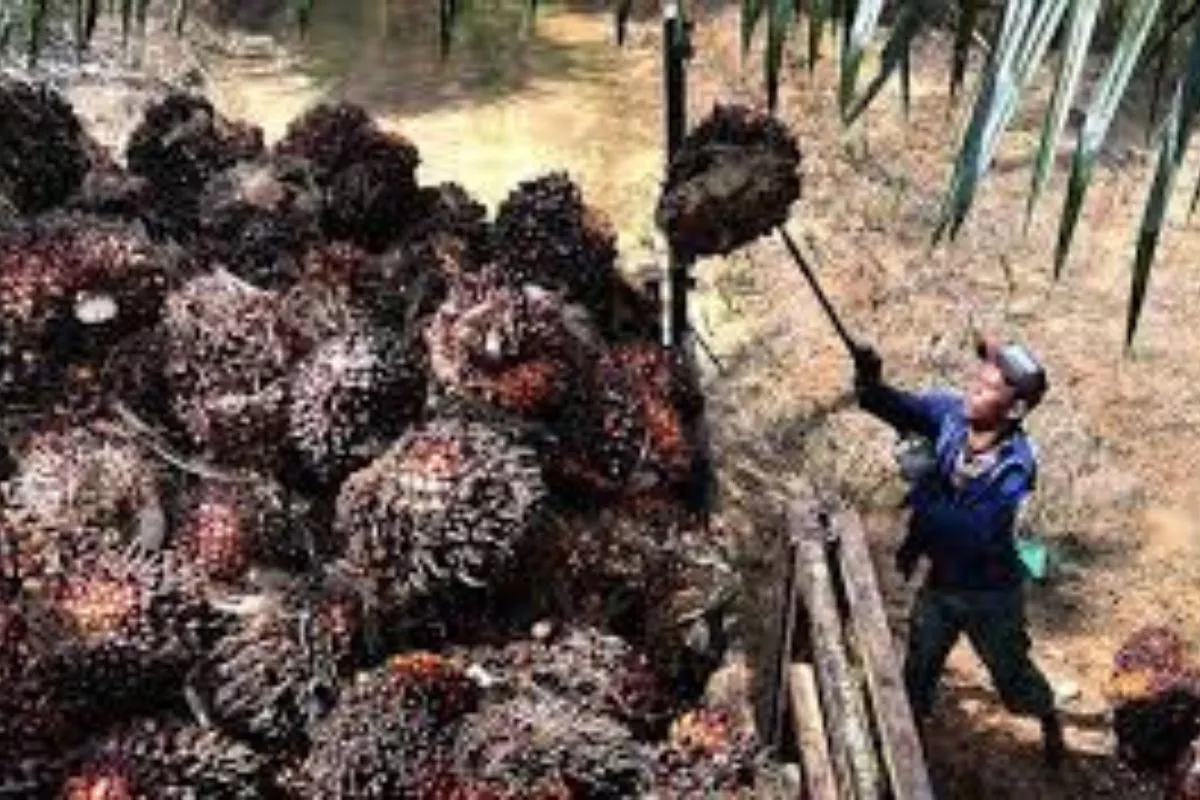Harga TBS Sawit Sumsel Awal Juni 2026 Tembus Rp3.592 per Kg