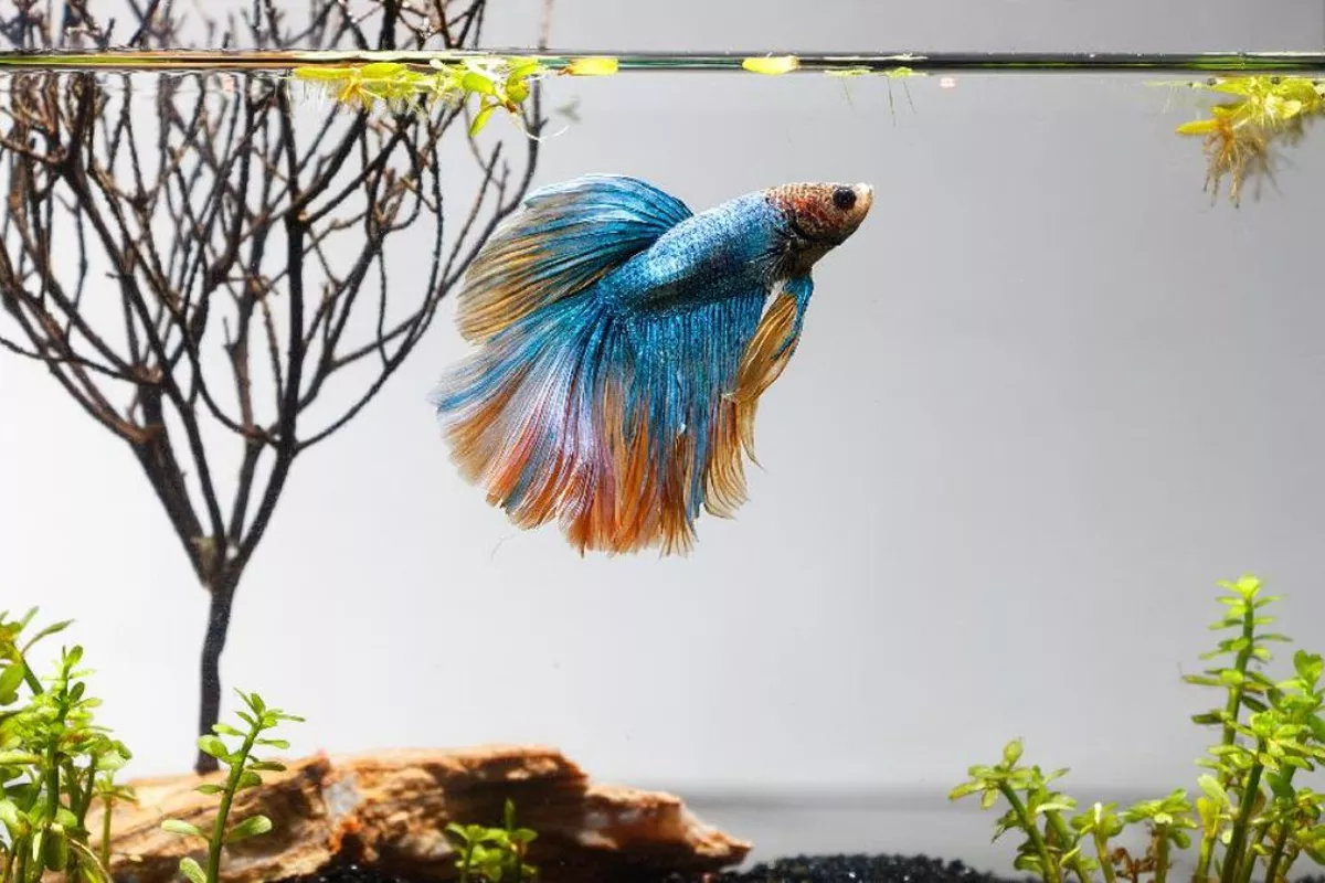 Panduan Lengkap Merawat Akuarium Ikan Cupang Hias Rumahan