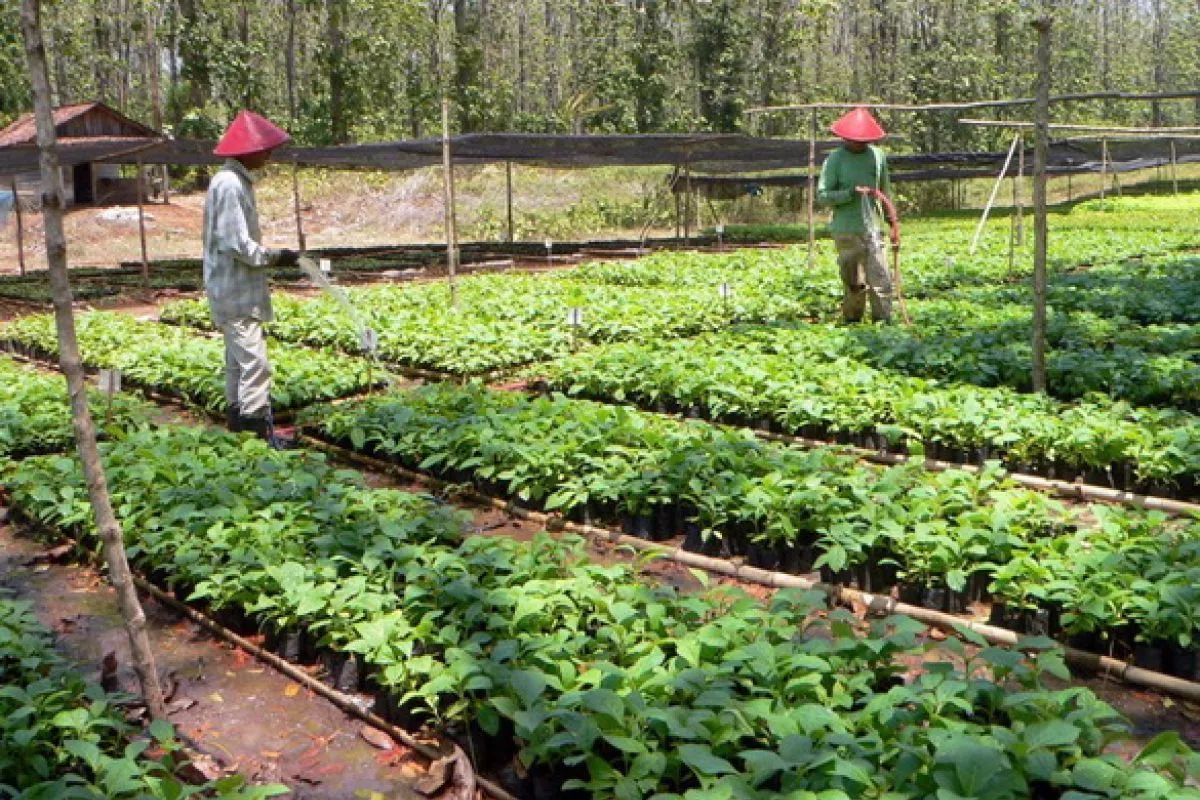 Pemerintah Dirikan Kebun Pembibitan Perkebunan di Lampung Selatan