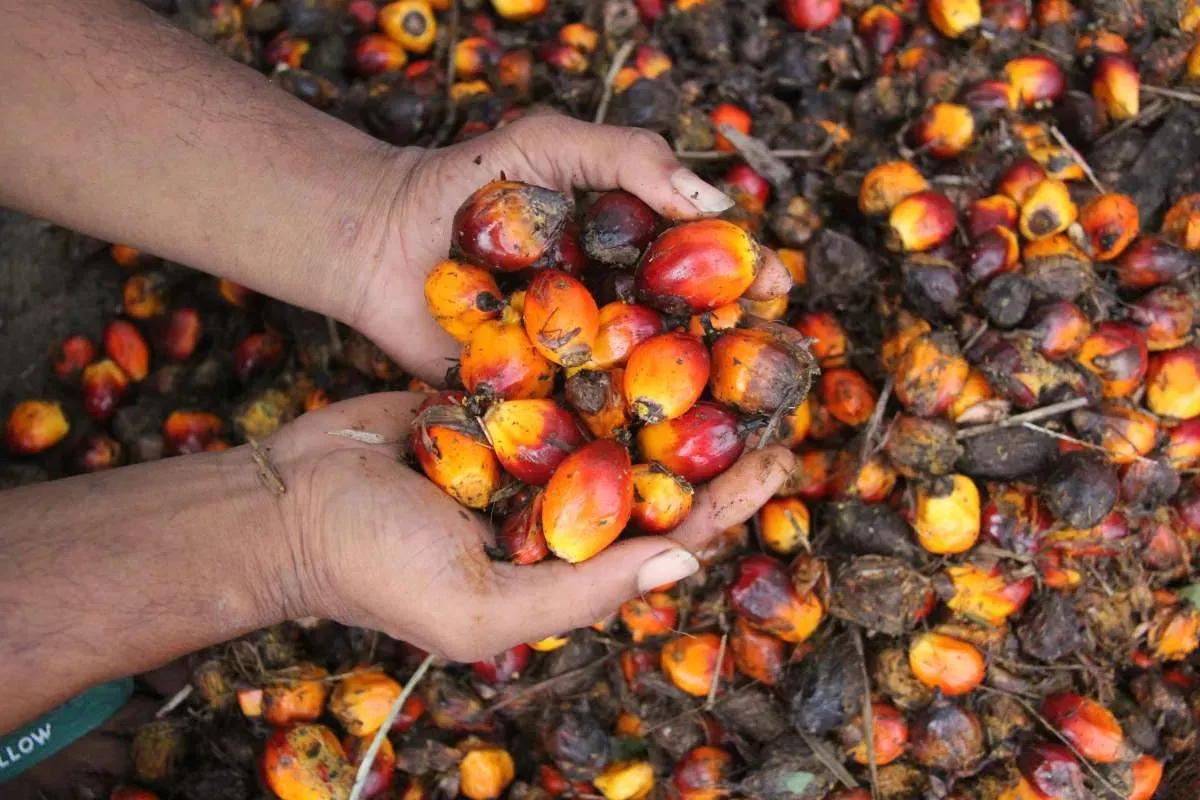Harga CPO Merosot ke MYR 4.458 per Ton, Komoditas Logam Ikut Turun