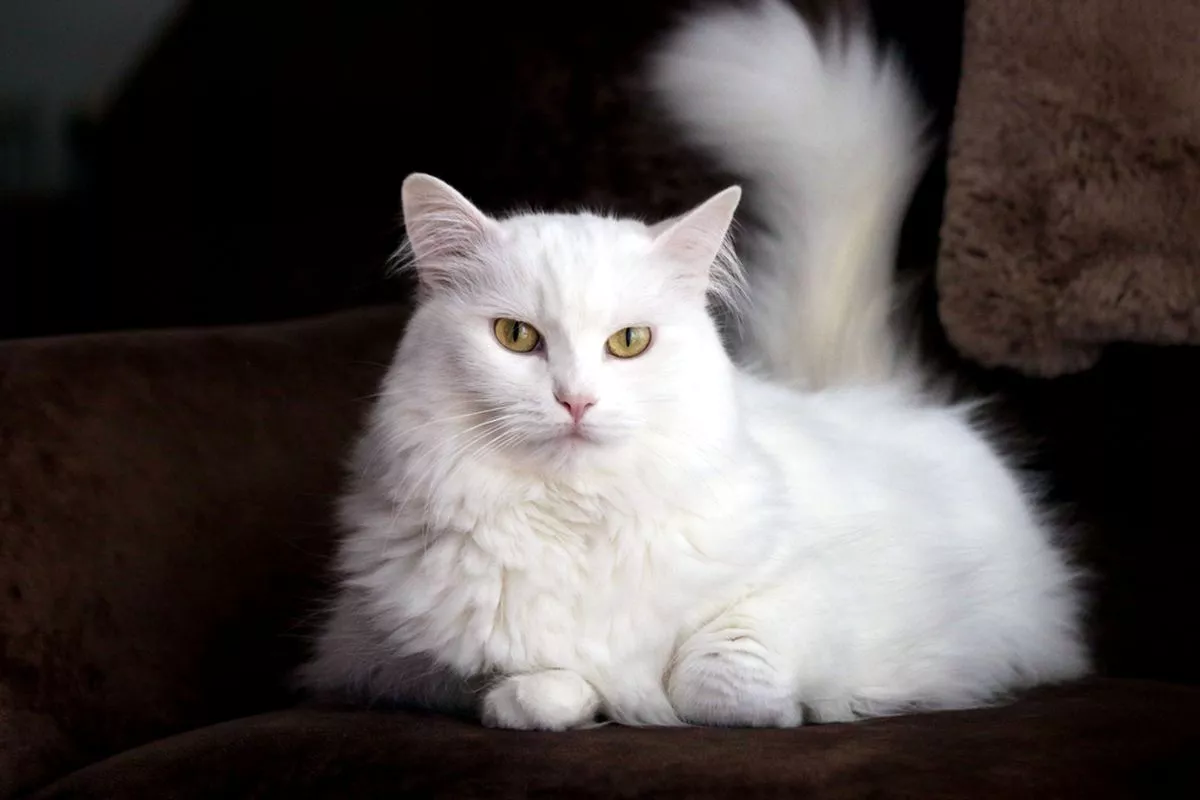 Panduan Terbaik Merawat Kucing Anggora Cantik Lengkap