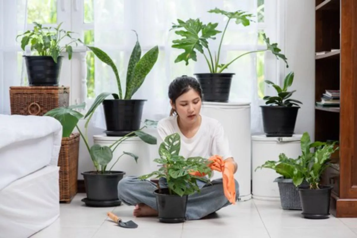 Cara Merawat Tanaman Indoor: Rahasia Hunian Sejuk nan Segar