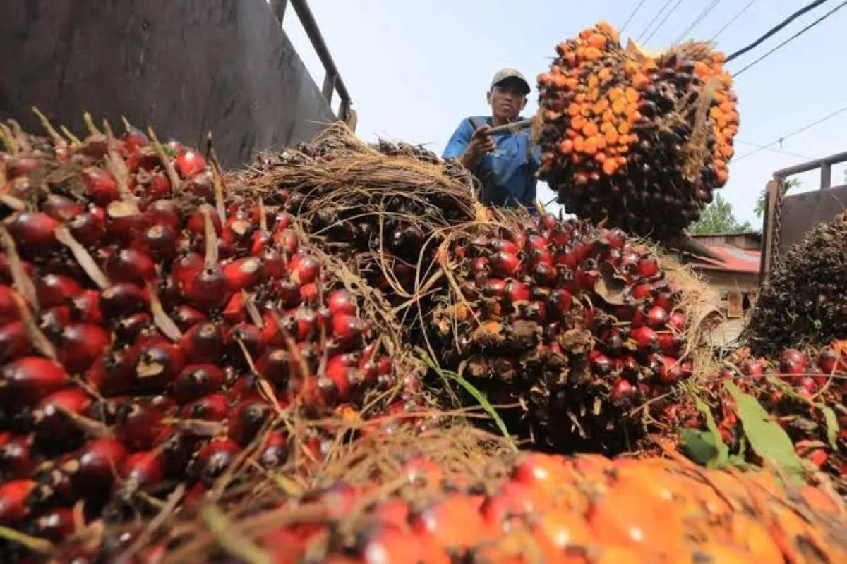 Gapki: Perlindungan Pekerja Berdampak Positif Bagi Industri Sawit