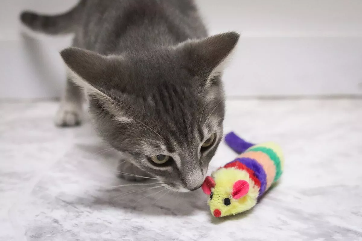 Tips Mengatasi Anak Kucing Suka Menggigit Dan Mencakar Rumah