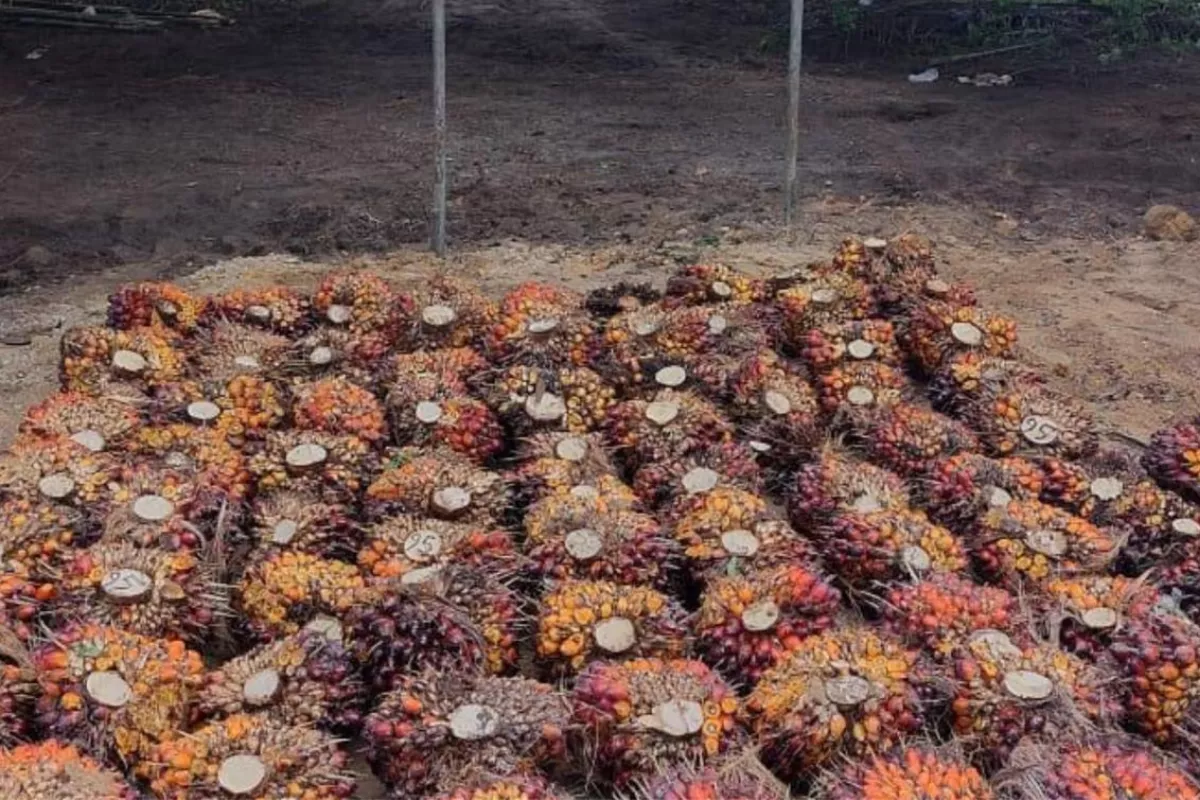 Mainkan Harga TBS Sawit, Pemprov Bengkulu Beri Peringatan PKS