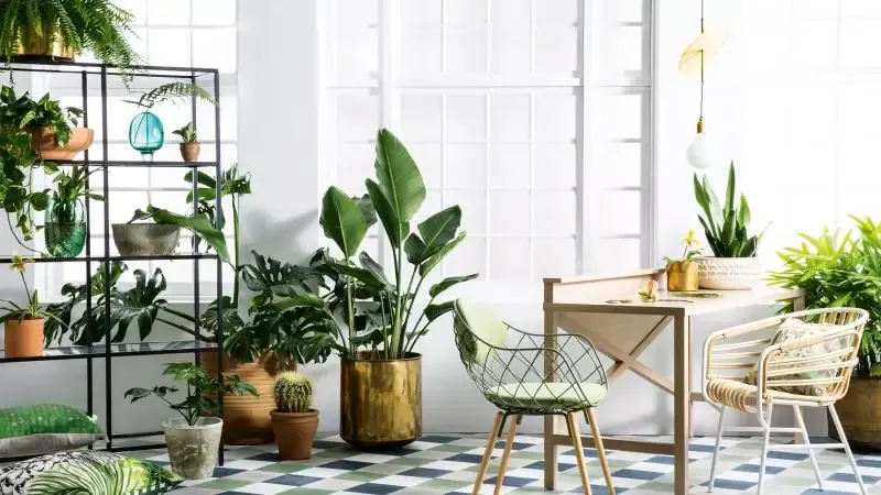 Tips Merawat Tanaman Indoor Estetik Bikin Ruangan Hidup