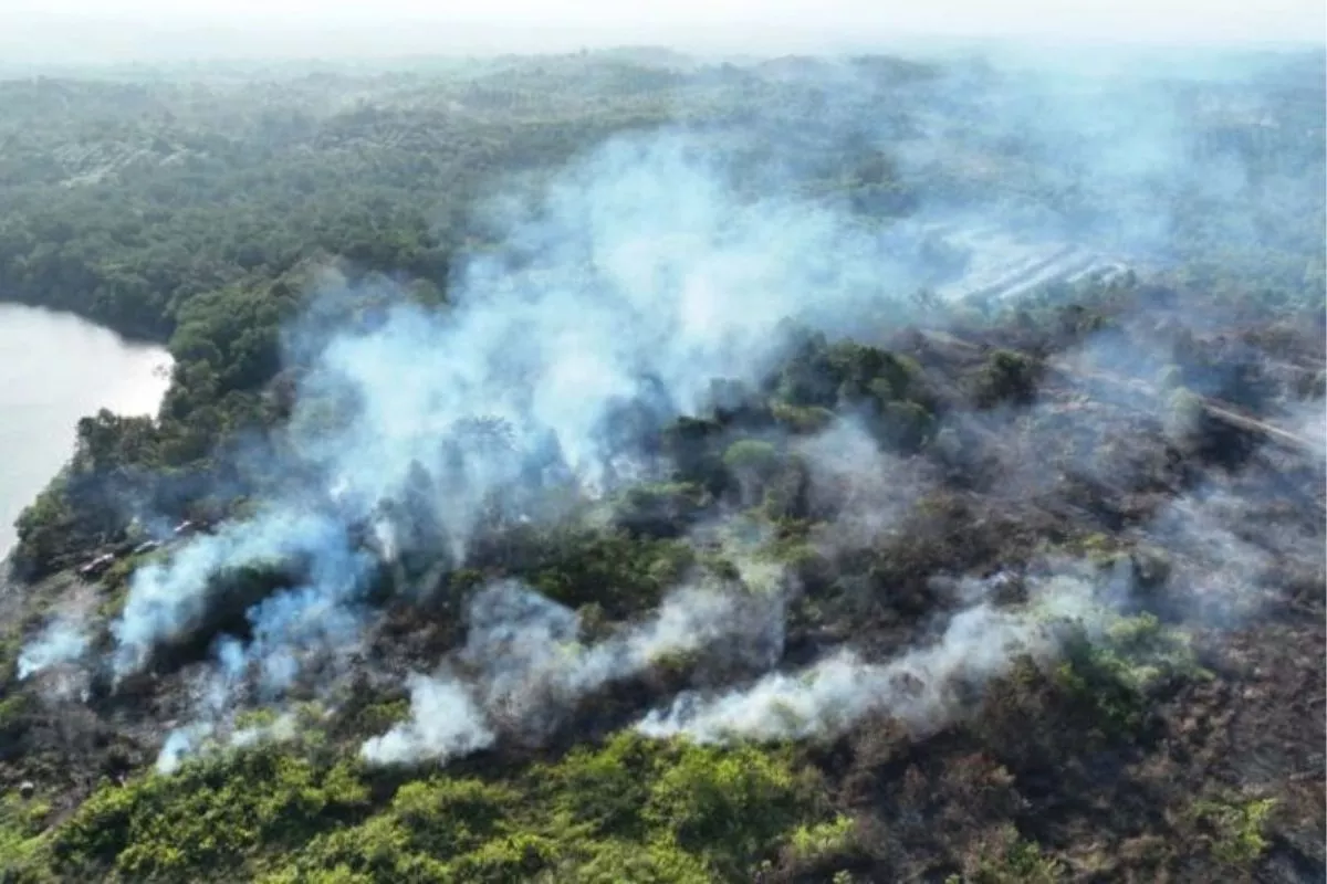 Kemenhut Sanksi 6 Perusahaan Imbas Karhutla Kalimantan