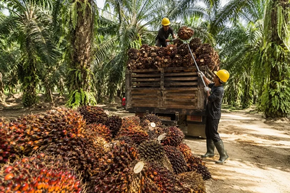 Harga TBS Sawit Bangka Tengah Stabil Tinggi, Tembus Rp3.000/Kg