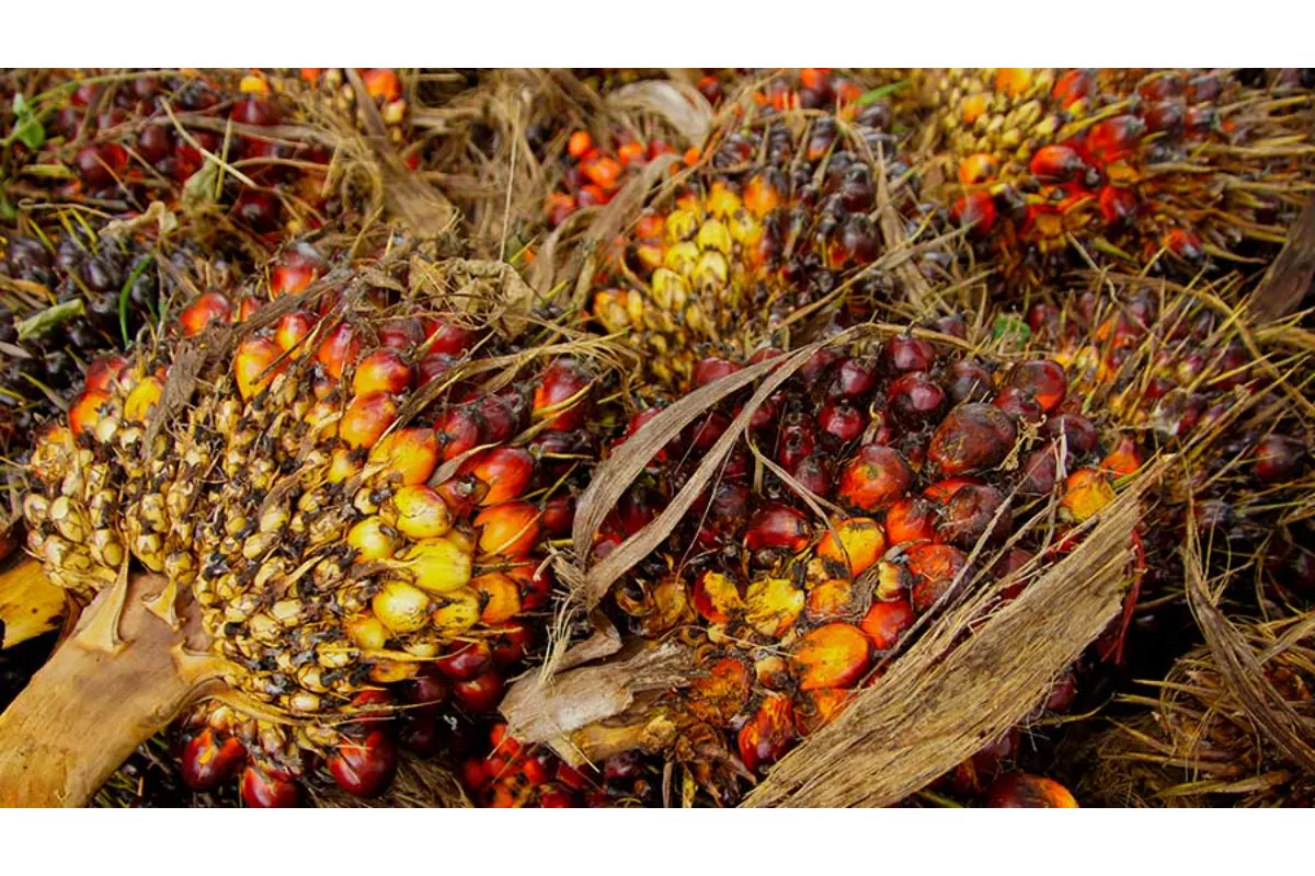 NSSS Cadangkan Rp108 Miliar Terkait Isu Kawasan Hutan