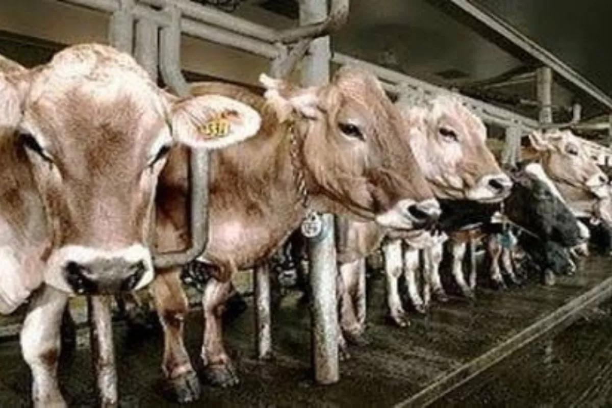 Kementan Finalisasi Rancangan Inpres P2SDN untuk Dongkrak Susu RI