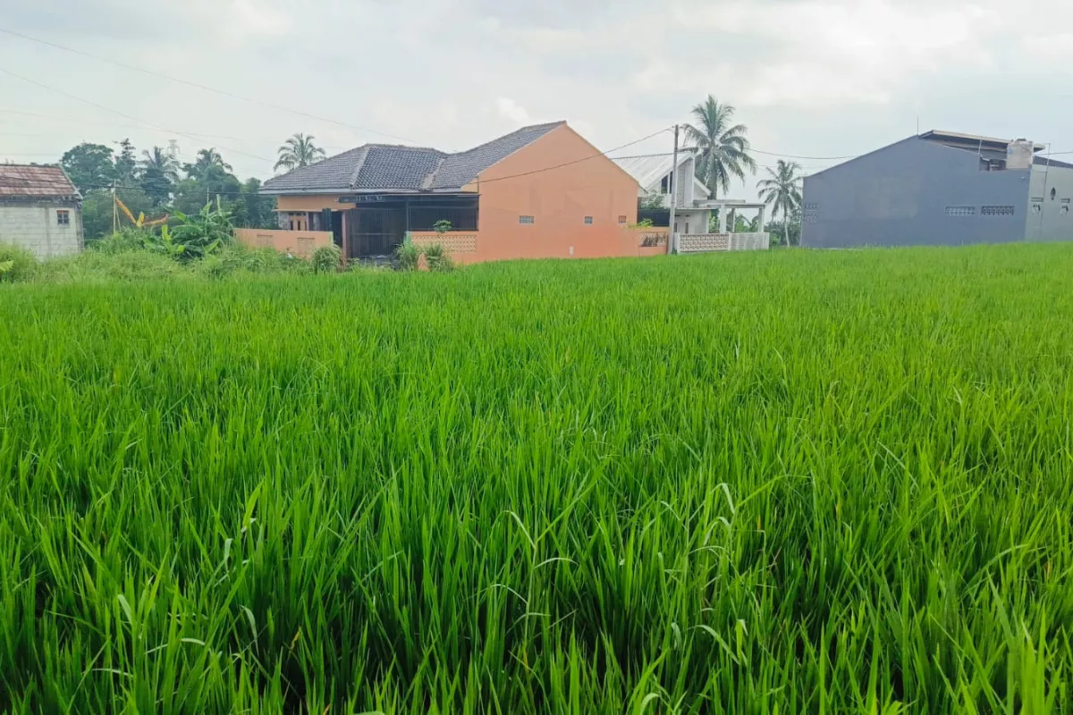 BI Jawa Barat Dorong Pengembangan Pertanian Padi Organik di Cianjur