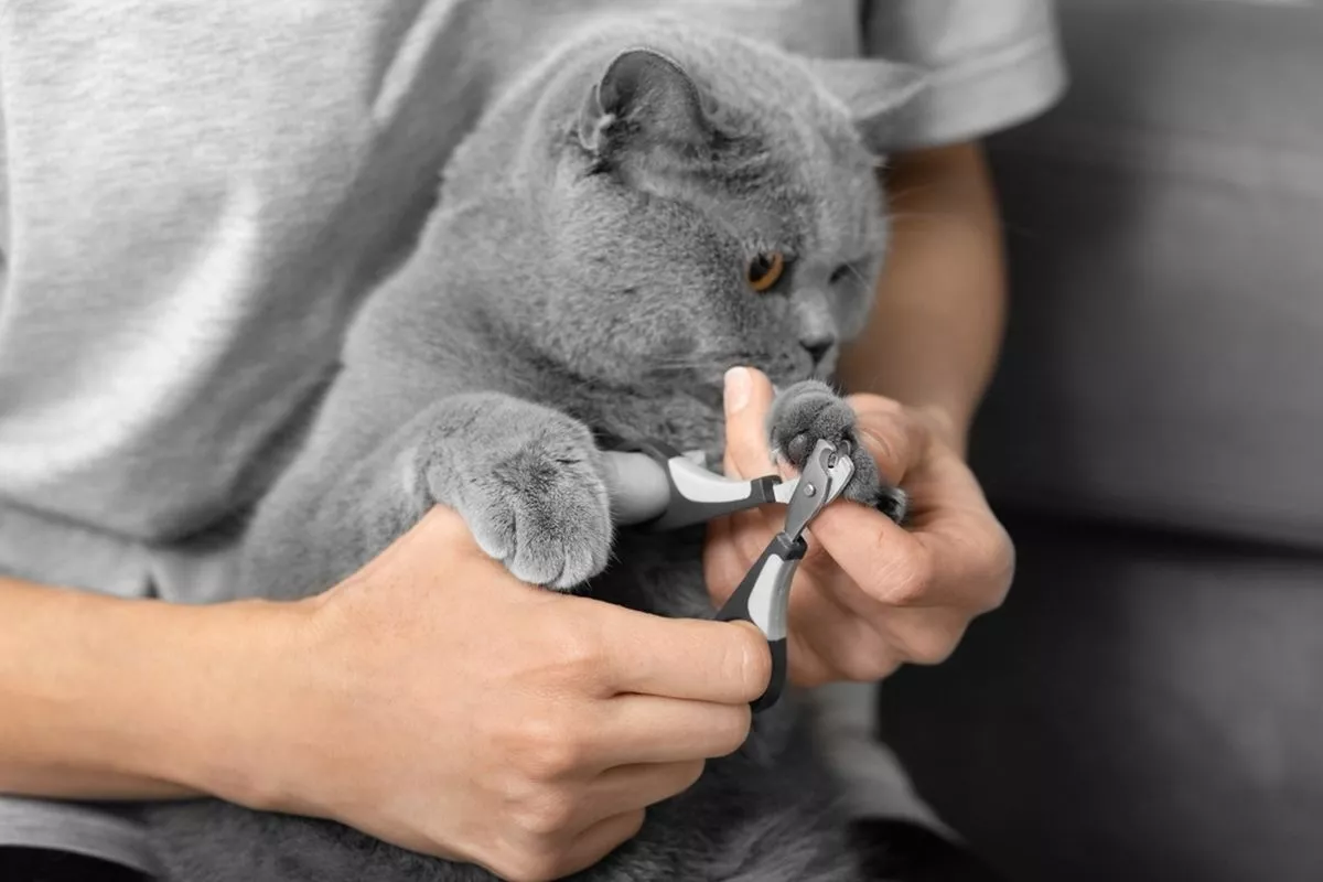 Ikuti Cara Memotong Kuku Kucing yang Benar Agar Anabul Tidak Stres